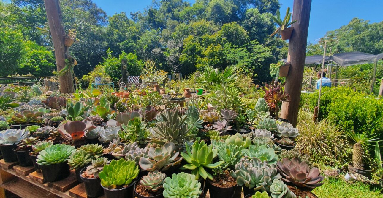 Jardim Secreto das Suculentas