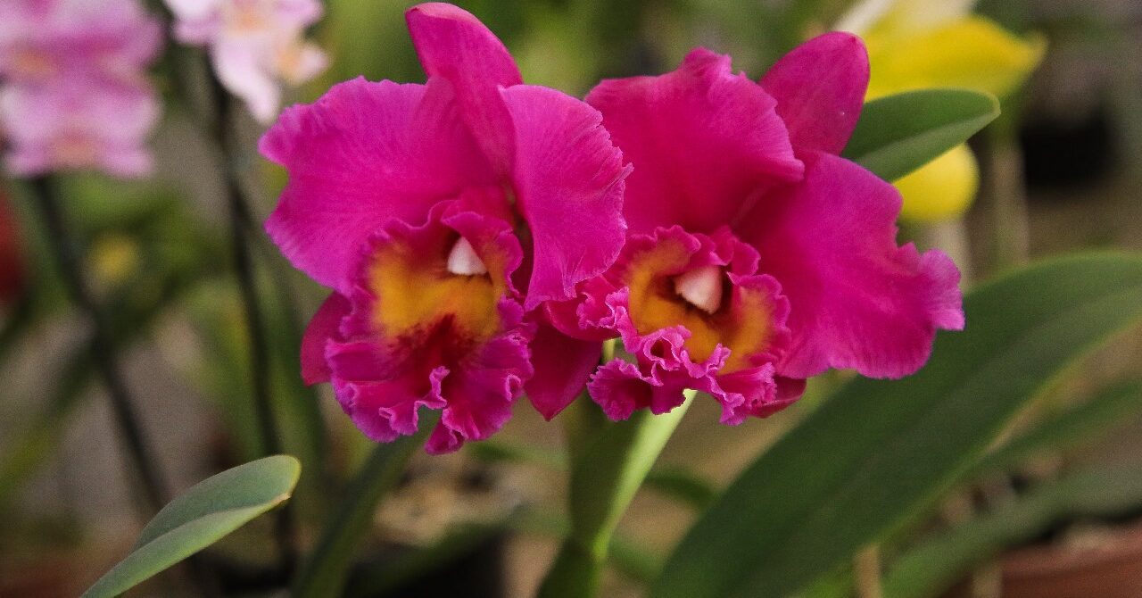 Orquidário Cruz (Rota)