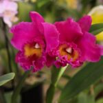 Orquidário Cruz (Rota)