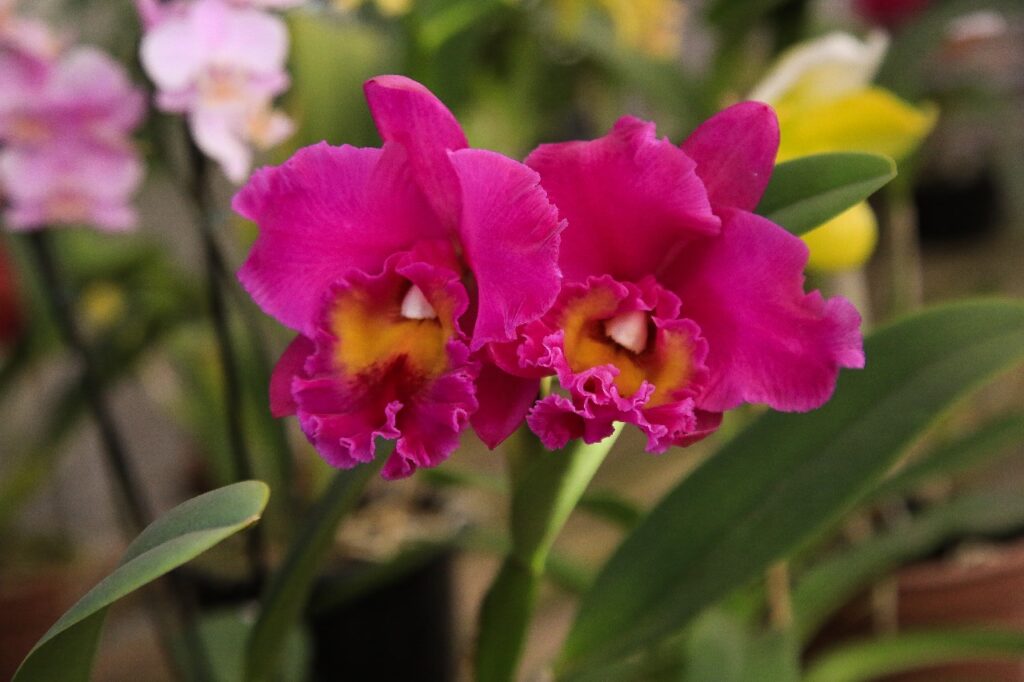 Orquidáriocruz.jpeg1